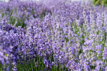 lavender flowering plant