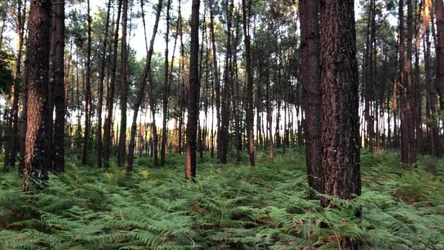 for&ecirc;t des landes