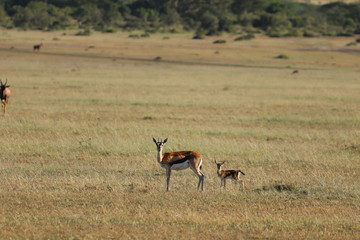 Thompson's gazelle and her baby, Masai Mara National Park, Kenya.