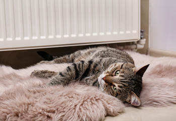 Cute tabby cat on faux fur rug near heating radiator indoors