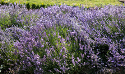 Fototapeta na wymiar lavender flowering plant