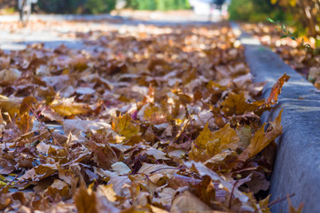 Autumn urban landscape on a Sunny day - yellow autumn trees in the Park, colorful red and orange leaves, and bright sky with clouds