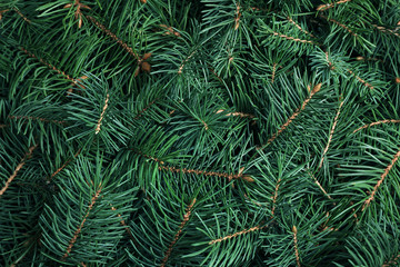 Naklejka na ściany i meble Branches of Christmas tree as background, closeup