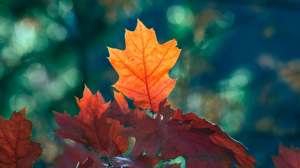 Red oak leaves illuminated by the sun against the blue sky