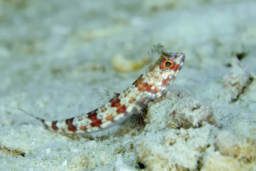 Macro photography small red striped dragon fish