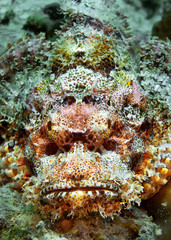 Close-up of the head of a stone fish hiding on the reef