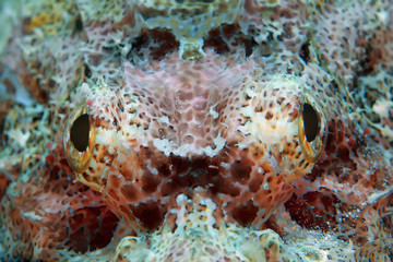 Close-up of the eyes of a stone fish hiding on the reef