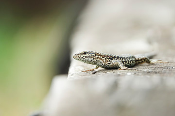 Un lézard des murailles sur une poutre de bois 