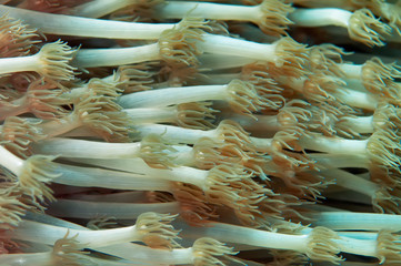 Closeup of the tentacles of soft coral waving in the current
