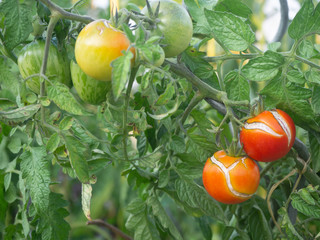 fresh tomatoes growing on the vine