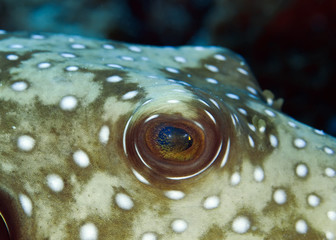 Close - up of the eye of the white spotted puffer (Arothron hispidus). © Alexei Alekhin