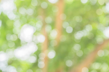 Obraz premium Blur of city park in background in, Spring and summer season, Nature concept.