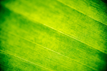 Green tropical leaves pattern background.