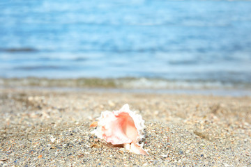 Beautiful shell on sand near sea, space for text. Beach object