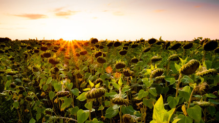 field of sunflowers