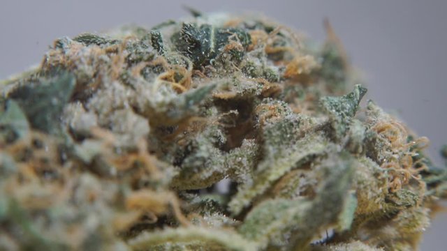 macro shot of cannabis in a police forensic lab