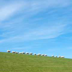 white sheep under blue sky on grassy dyke in dutch province of friesland