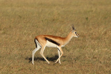 Naklejka na ściany i meble Thomson's gazelle, Masai Mara National Park, Kenya.