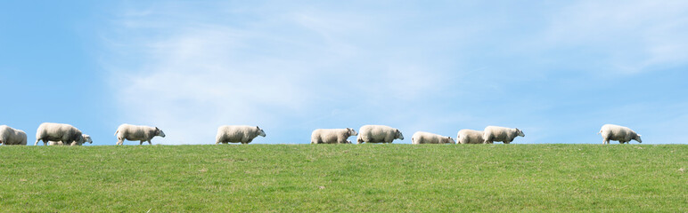 white sheep under blue sky on grassy dyke in dutch province of friesland