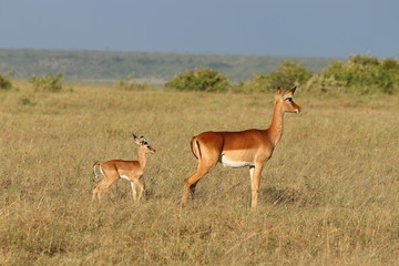 Naklejka na ściany i meble Impala mom and her calf, Masai Mara National Park, Kenya.