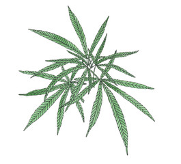 Watercolor branch of Green hemp with leaves