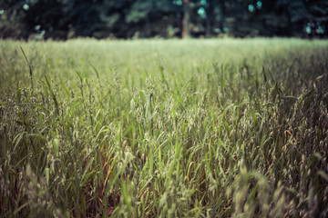 Fototapeta premium oats in the field