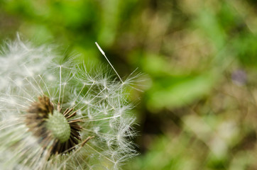 dandelion on green background