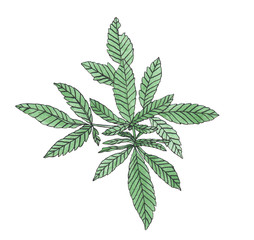 Watercolor branch of Green hemp with leaves