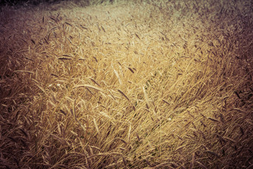 rye in the field