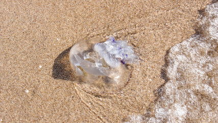 Fototapeta na wymiar Jellyfish on a sandy beach.