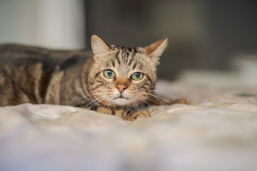 Beautiful short hair cat lying on the bed at home