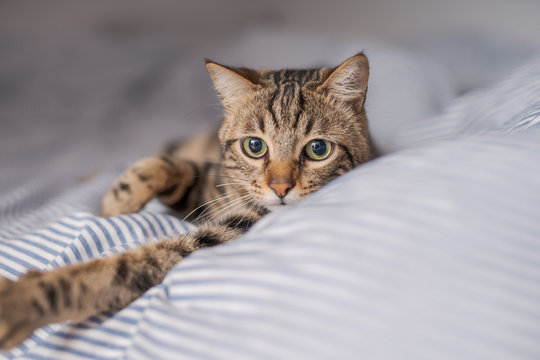 Beautiful short hair cat lying on the bed at home