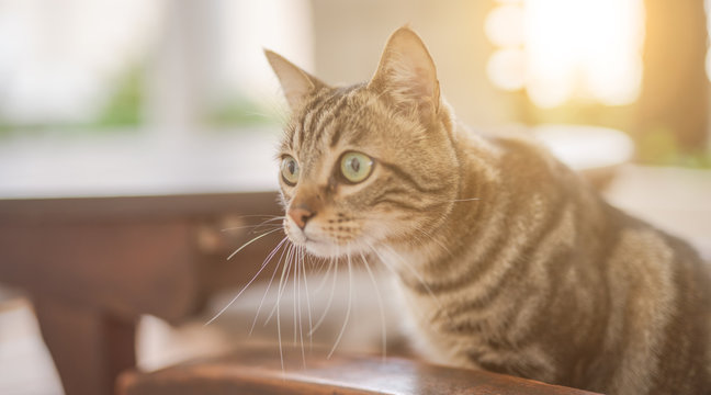 Cute short hair at the garden sittion on a chair outdoors, playing outside on a sunny day