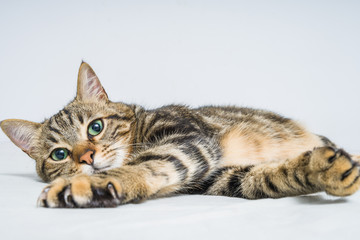 Beautiful short hair cat lying on the bed at home