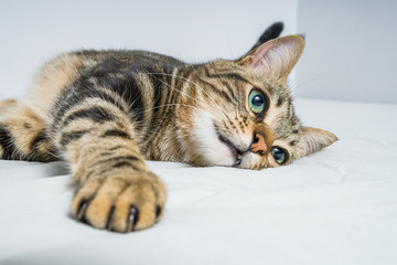 Beautiful short hair cat lying on the bed at home