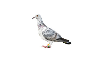 Bird of the species Italian Owl pigeon in white and black color, isolated on a white background with a clipping path.