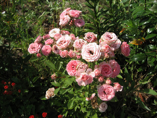 Pink rose flowers on the rose bush in the garden in summer