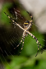  Spider on its net