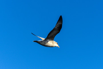Fulmar boréal,  Pétrel fulmar, .Fulmarus glacialis, Northern Fulmar