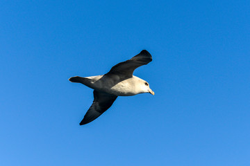 Fulmar boréal,  Pétrel fulmar, .Fulmarus glacialis, Northern Fulmar