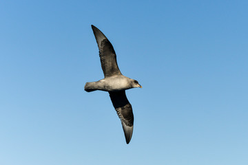 Fulmar boréal,  Pétrel fulmar, .Fulmarus glacialis, Northern Fulmar