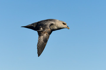 Fulmar boréal,  Pétrel fulmar, .Fulmarus glacialis, Northern Fulmar