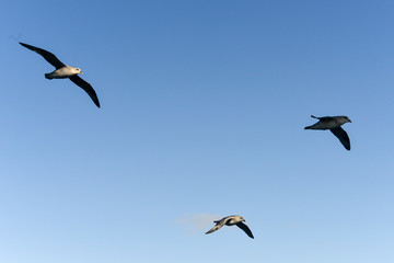 Fulmar boréal,  Pétrel fulmar, .Fulmarus glacialis, Northern Fulmar