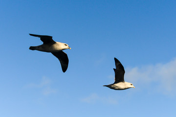 Fulmar boréal,  Pétrel fulmar, .Fulmarus glacialis, Northern Fulmar