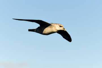 Fulmar boréal,  Pétrel fulmar, .Fulmarus glacialis, Northern Fulmar