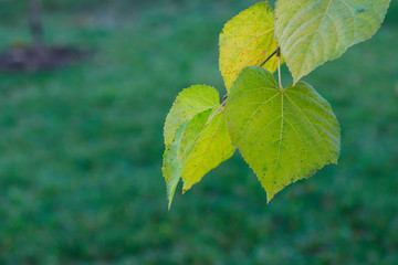 Branch with green leaves on a background of green grass. Side view, horizontal. The concept of natural beauty. Free space.