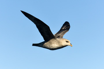 Fulmar boréal,  Pétrel fulmar, .Fulmarus glacialis, Northern Fulmar