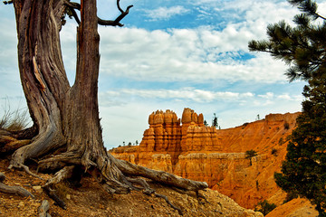 Tree at the Rim of Bryce Canyon