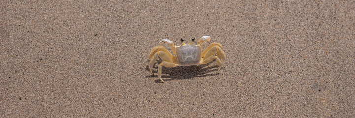Panoramic picture from the crab on the sandy beach