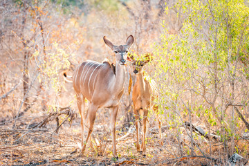 Impala Waterbock Antilope in South Africa Kruger National Park eating and walking while observed by Safari adventure tourists, on a game reserve in the savanah full with African wildlife the big five